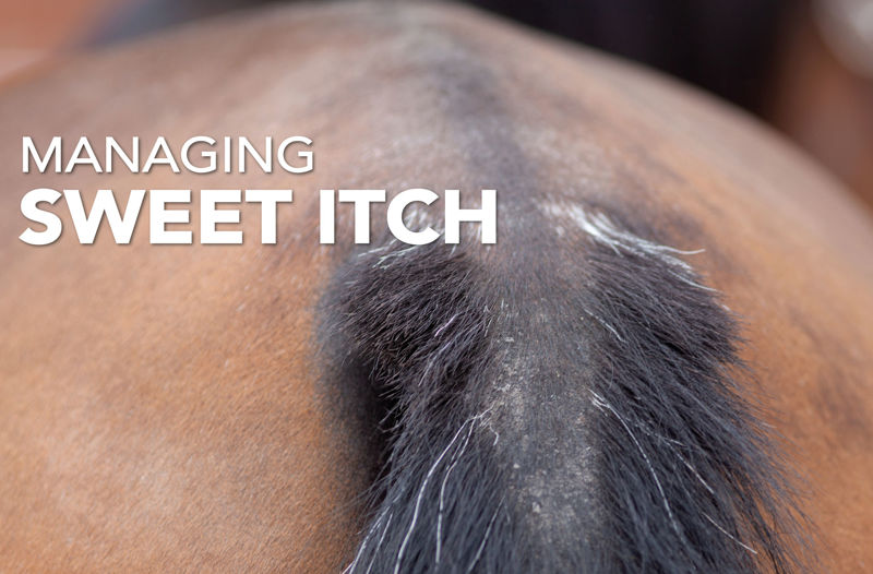 How to manage your horse's Sweet Itch - Equine Science Matters™